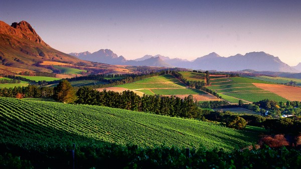boschkloof-vineyard